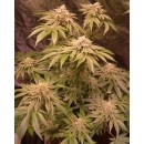 Kerosene Kush